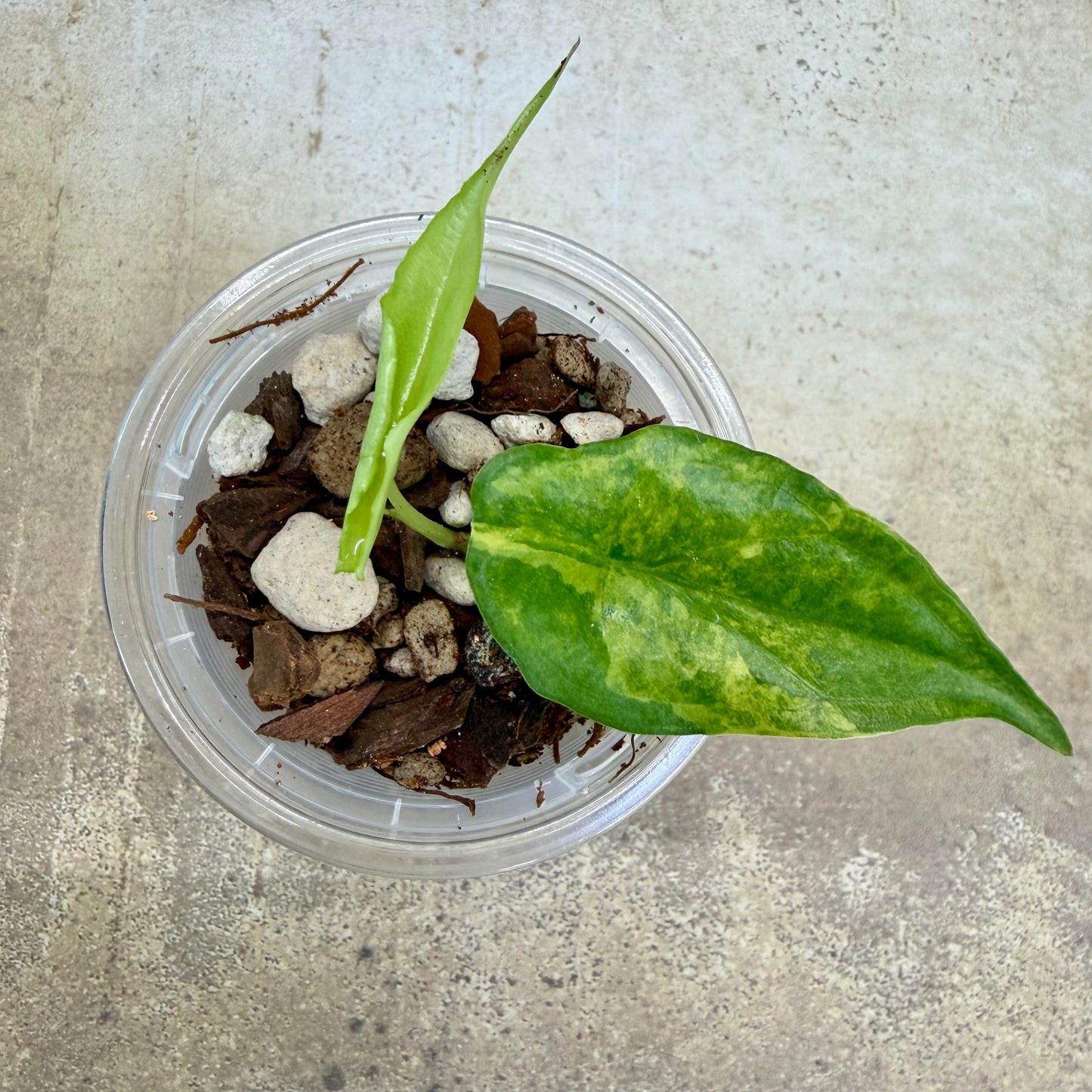 Alocasia Dragon’s Breathe Aurea