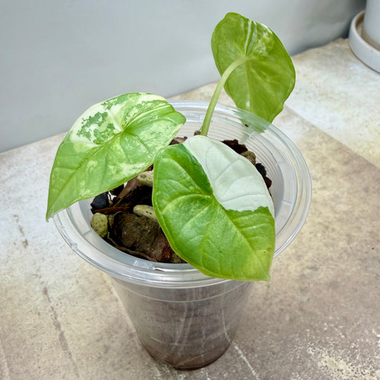 Alocasia Bisma ‘Platinum Albo'