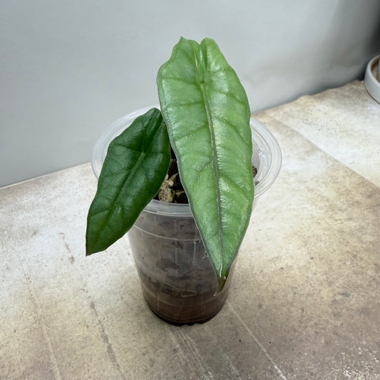 Alocasia Dragon’s Breathe