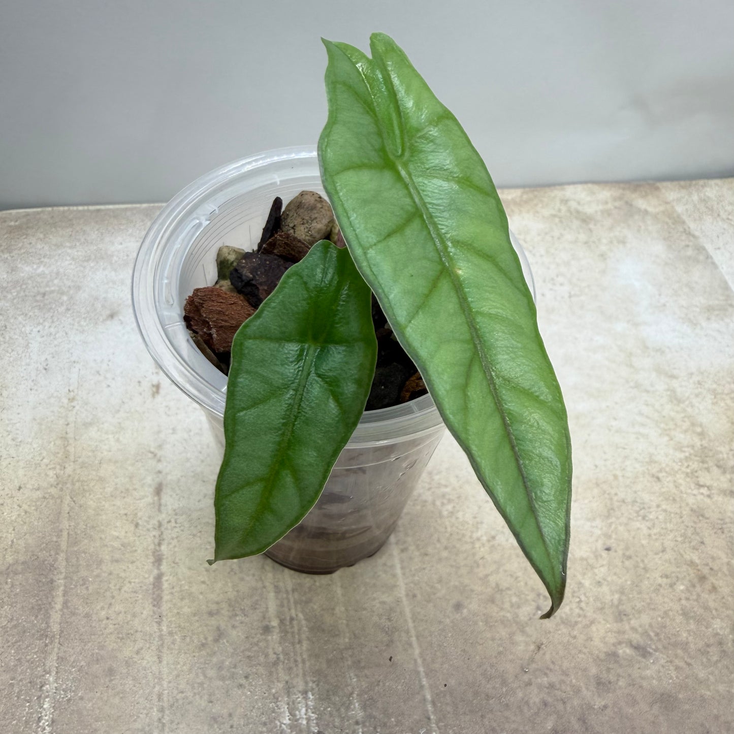 Alocasia Dragon’s Breathe