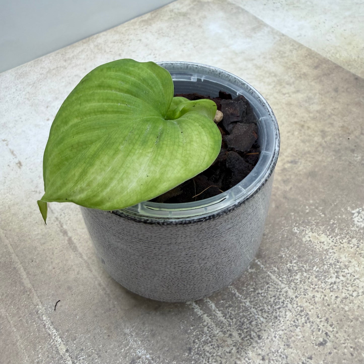 Philodendron Fibraecataphyllum