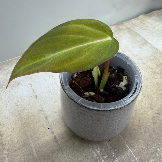 Philodendron Glorious