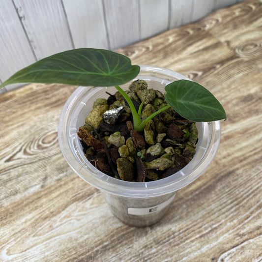 Alocasia Regal Shields - E
