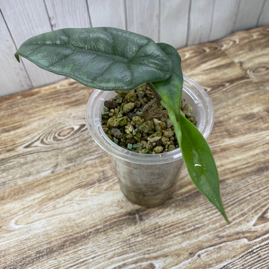 Alocasia Dragon’s Breathe - R