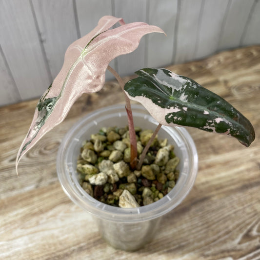 Alocasia Pink Nobilis - N