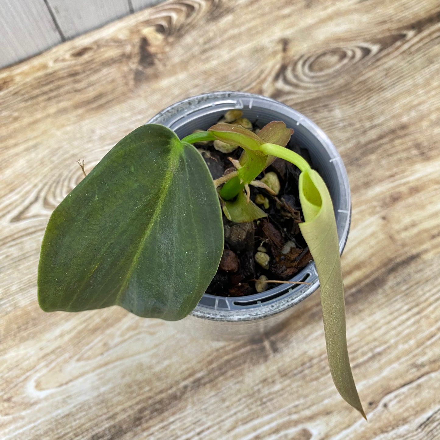 Philodendron Gigas - J
