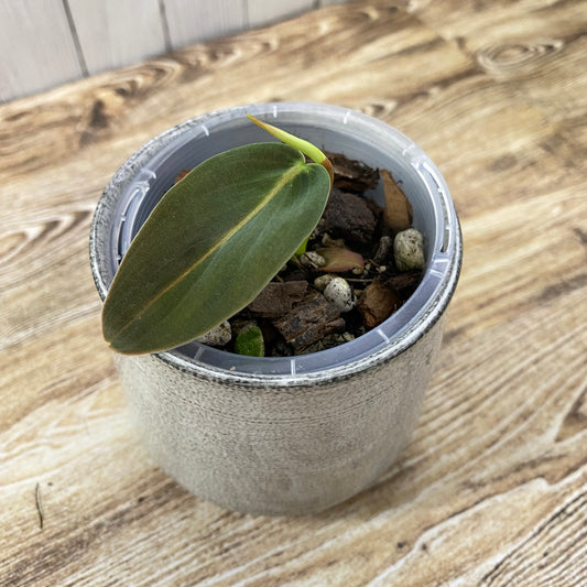 Philodendron Gigas - K