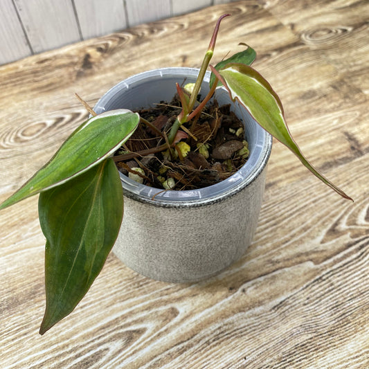 Philodendron Halo Velvet Micans Variegated - L