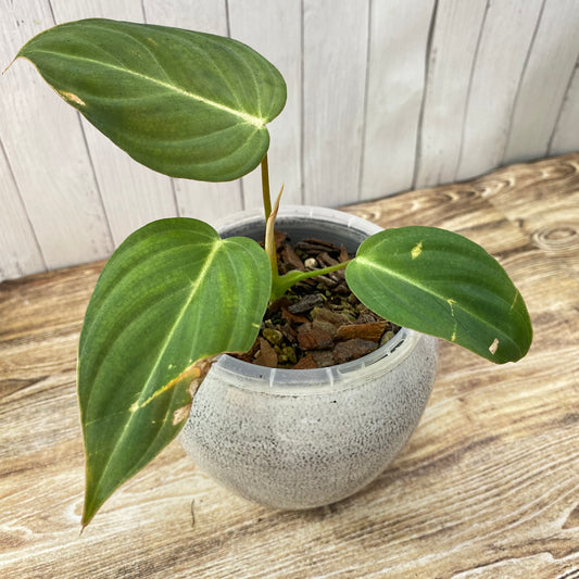 Philodendron Gloriosum - F