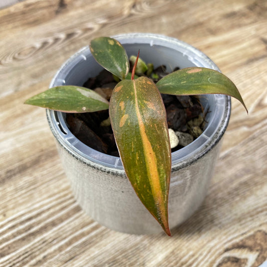Philodendron Orange Princess - J