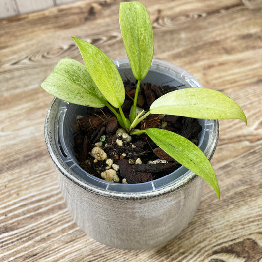 Philodendron Whipple Way - C