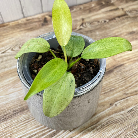 Philodendron Whipple Way - D