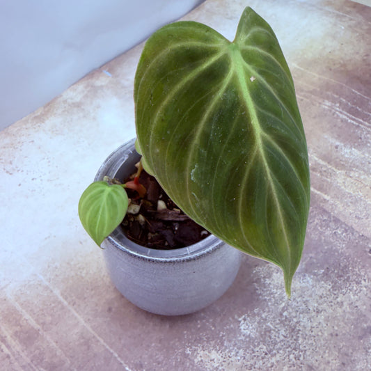 Philodendron El Choco Red