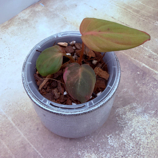 Philodendron Micans Variegated
