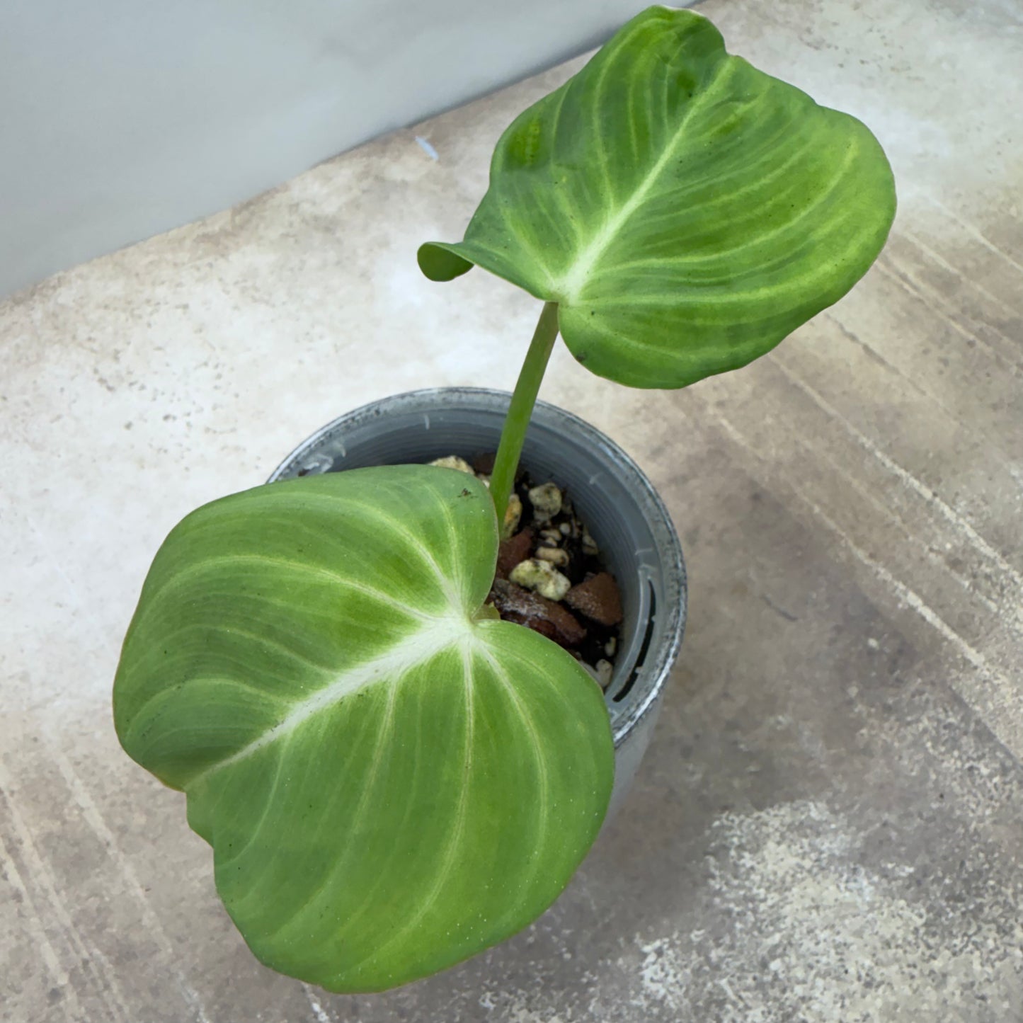 Philodendron Pastazanum