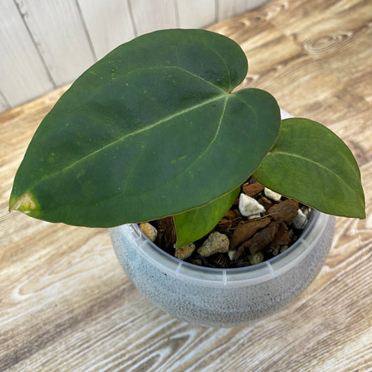 Anthurium Red Crystallinum - C (TC)