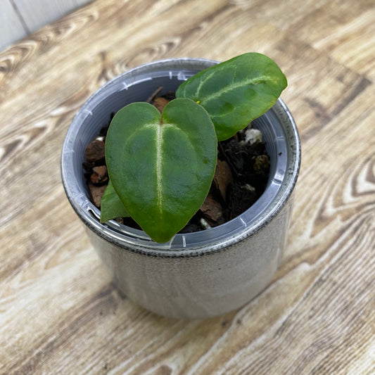 Anthurium Tezula RC × (SKG Silver × RC) - E (TC)