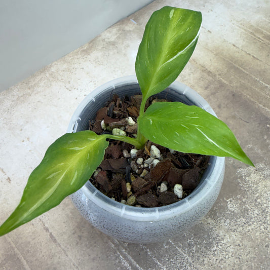 Spathiphyllum Galaxy
