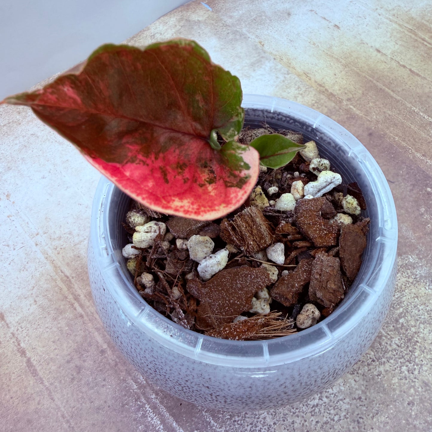 Syngonium Strawberry Ice Pink