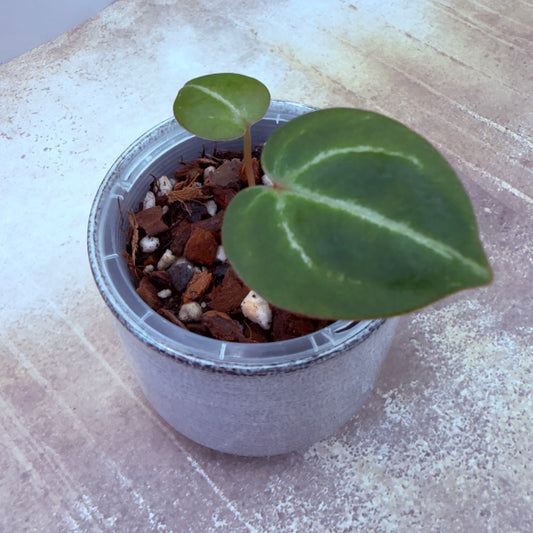 Anthurium Red Crystallinum TC