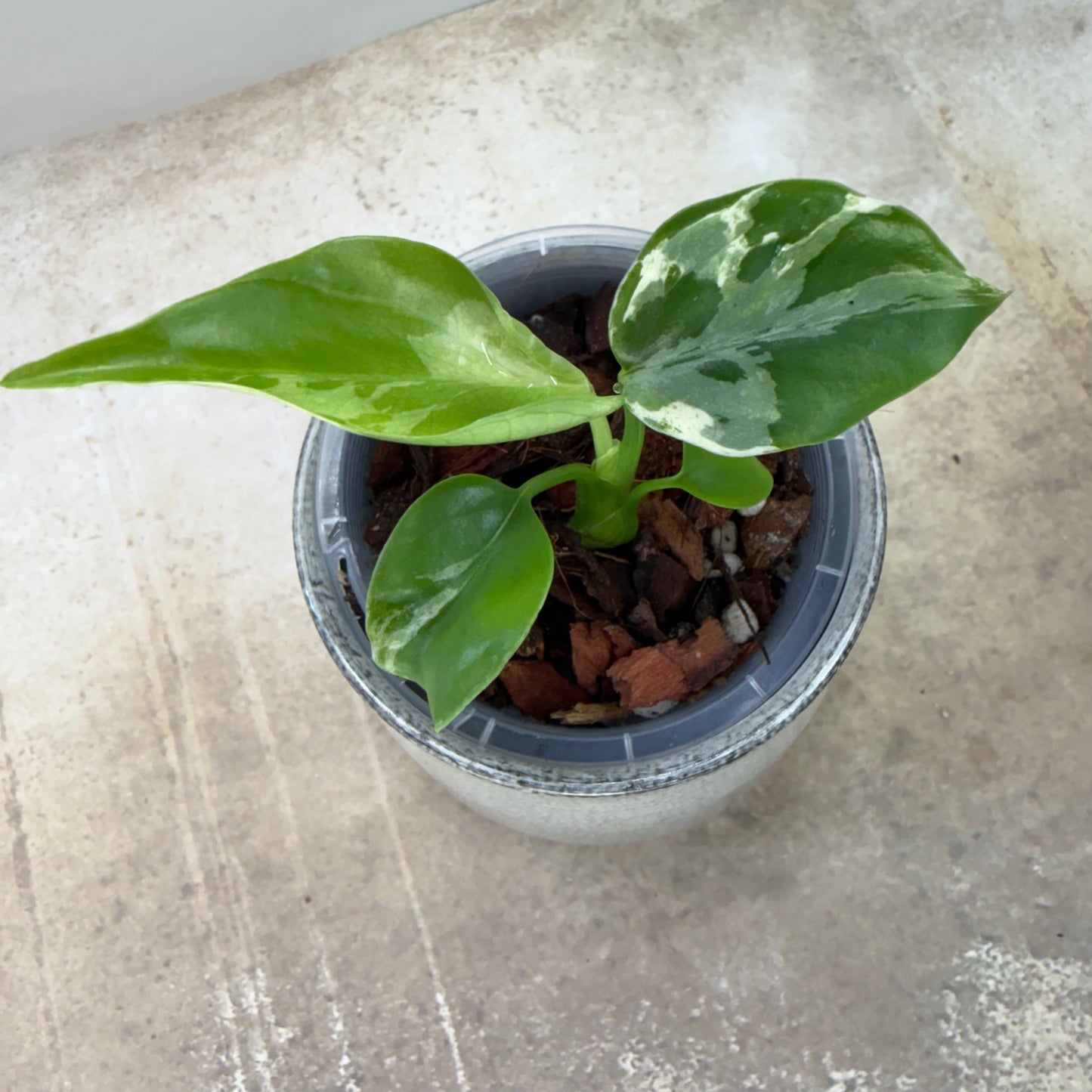 Monstera Deliciosa Vietciosa