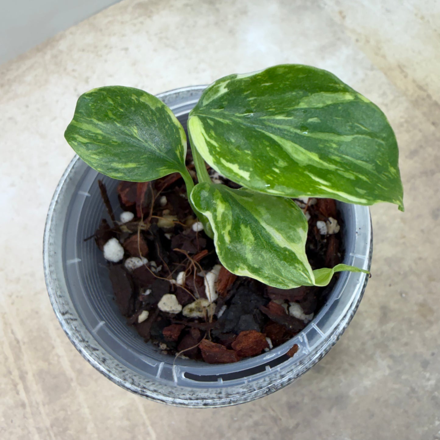 Monstera Deliciosa ‘Electro Light Tri-Color’
