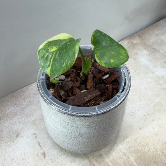 Monstera Deliciosa Electrolyte