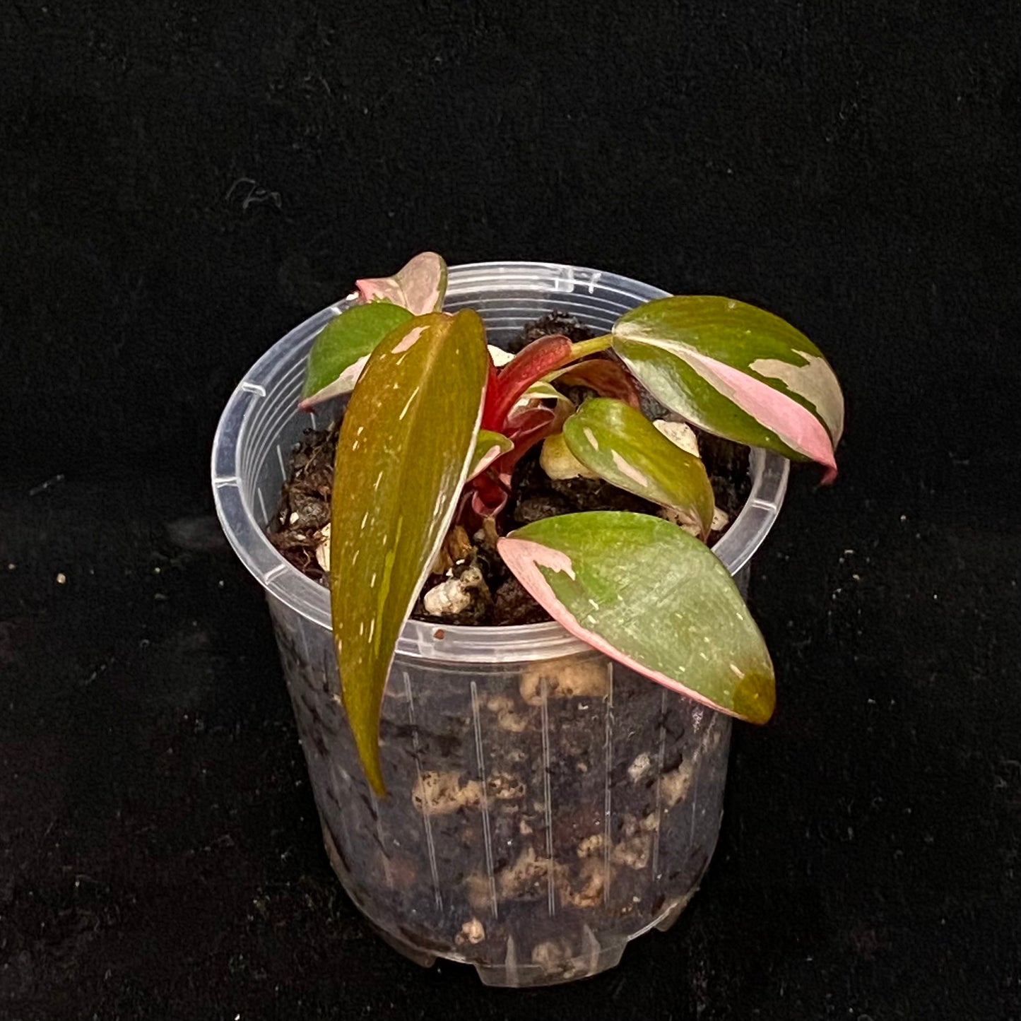 Philodendron Pink Princess