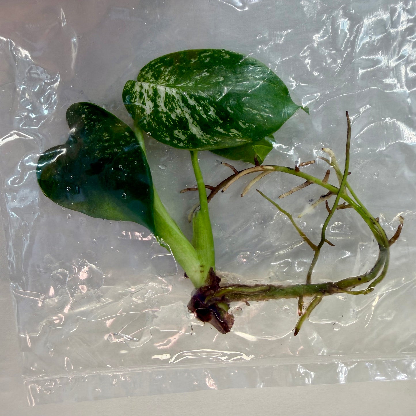 Monstera Devil Monster Premium - Tissue Culture