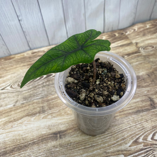 Alocasia Jacklyn