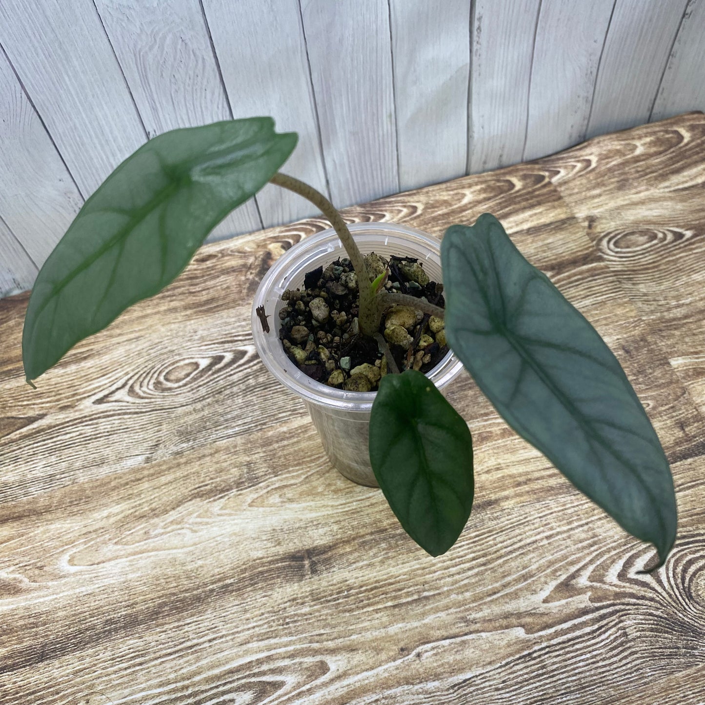 Alocasia Dragon’s Breathe