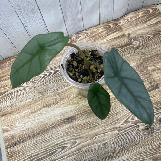 Alocasia Dragon’s Breathe