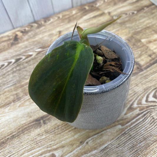 Philodendron Gigas