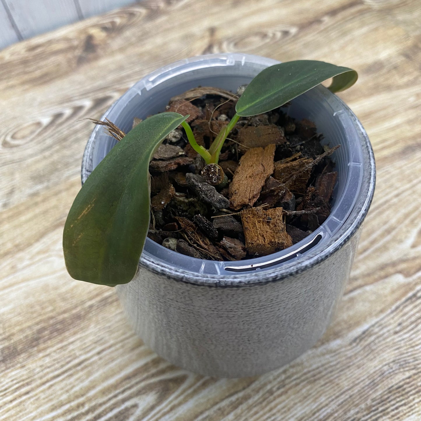 Philodendron Gigas