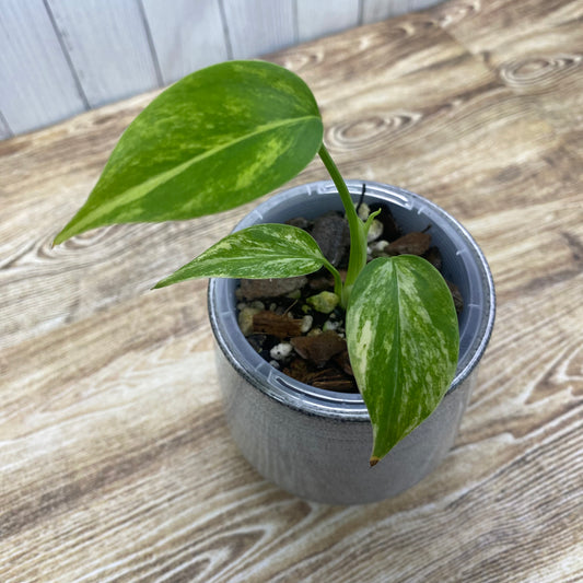 Monstera Deliciosa Electrolyte