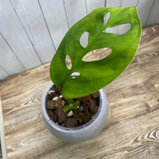 Monstera Esqueleto