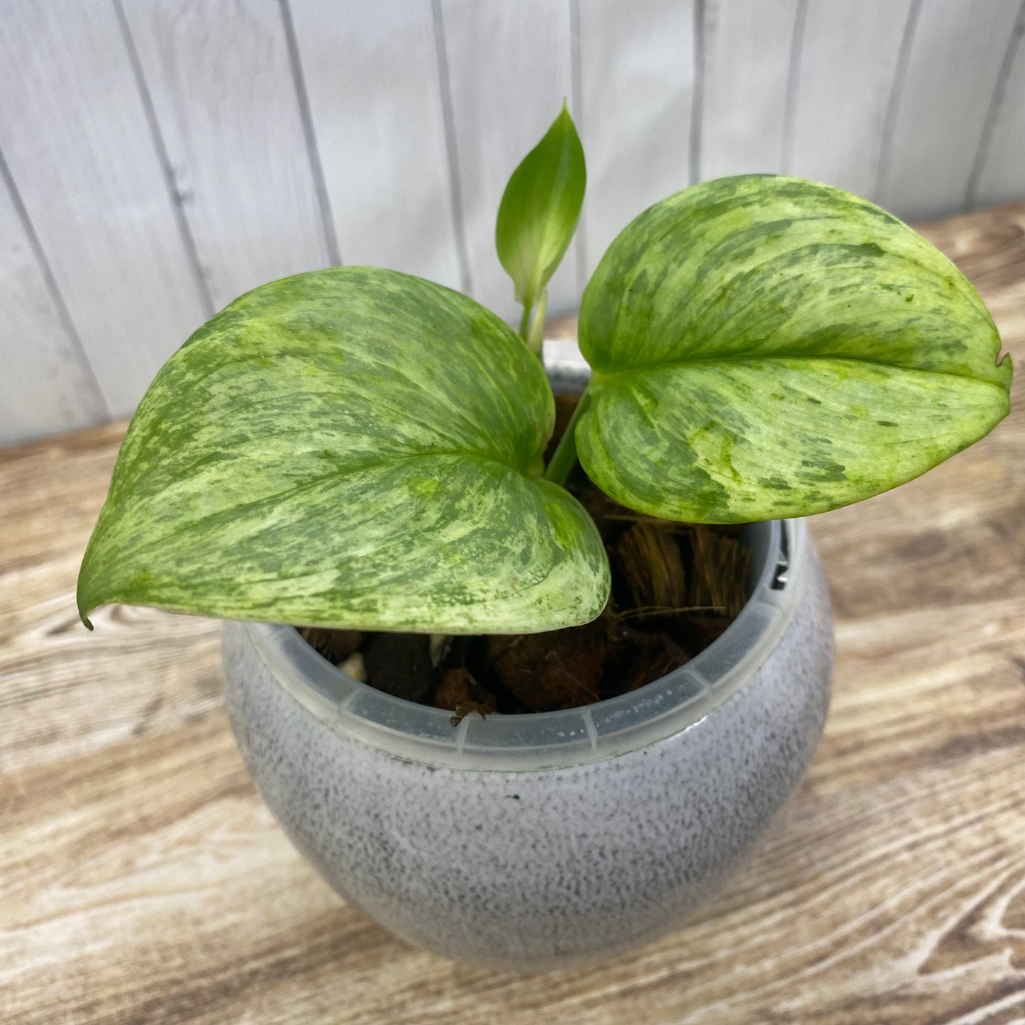 Scindapsus Moonlight Marble Variegated