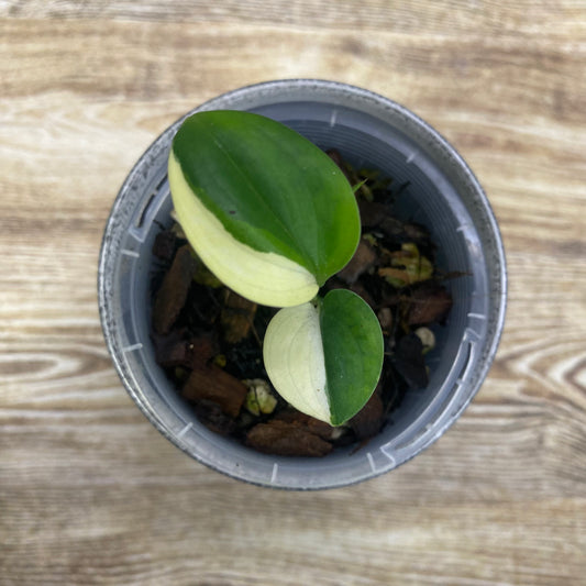 Scindapsus Blue Albo Variegated