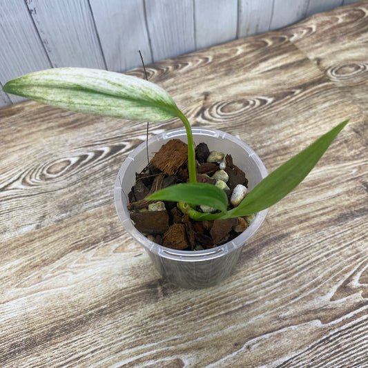 Epipremnum Amplissimum Silver Albo