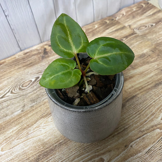 Anthurium Tezula RC × (SKG Silver × RC) - TC