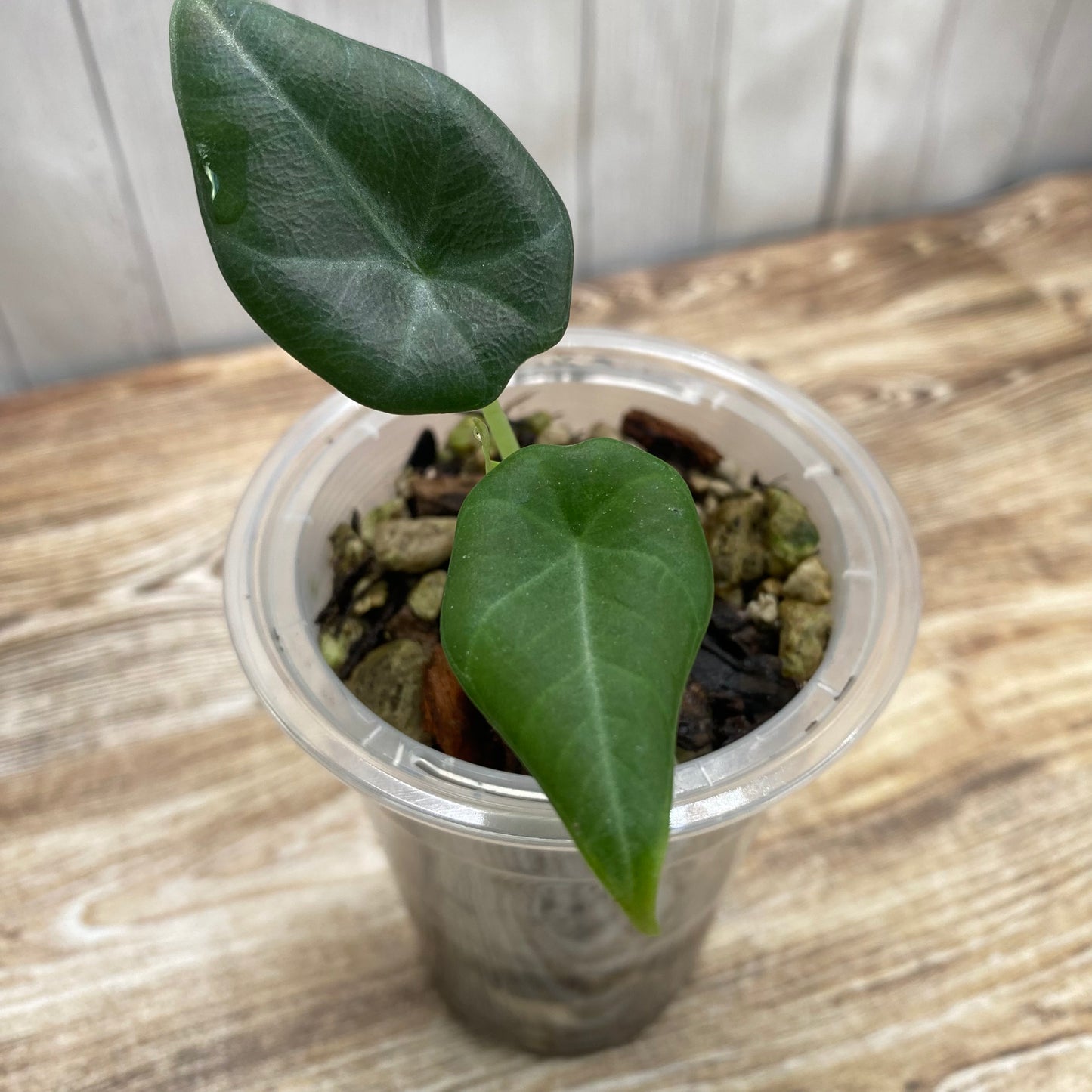 Alocasia Maharani