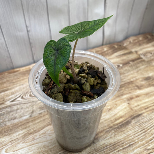 Alocasia Jacklyn