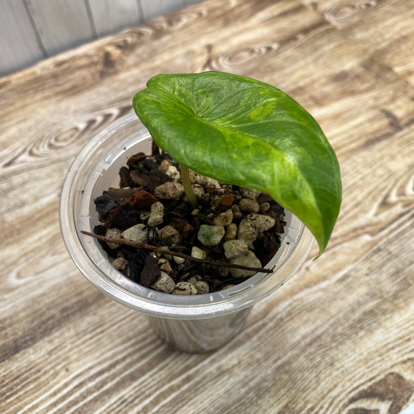 Alocasia Scalprum Aurea Variegated