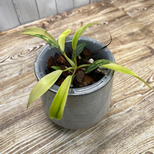 Philodendron Joepii Variegated - Private Collection Release