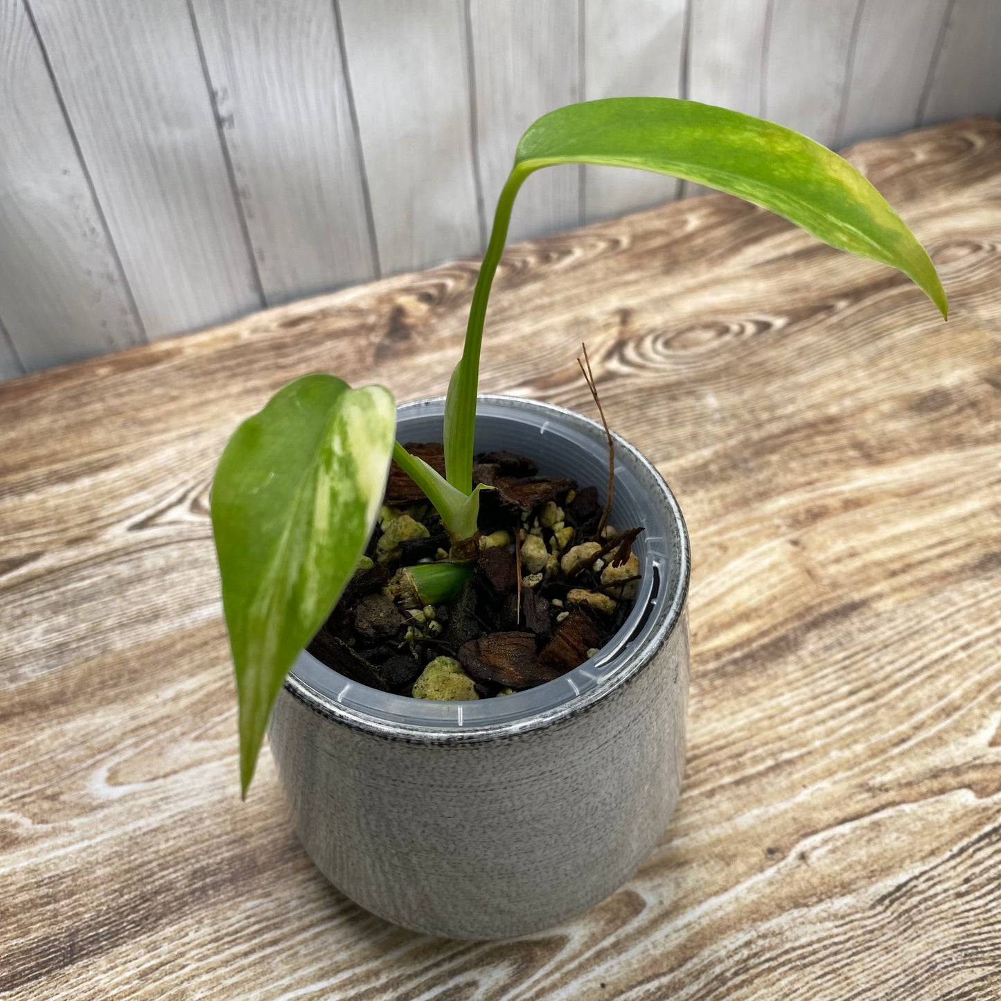 Monstera Deliciosa Electrolyte