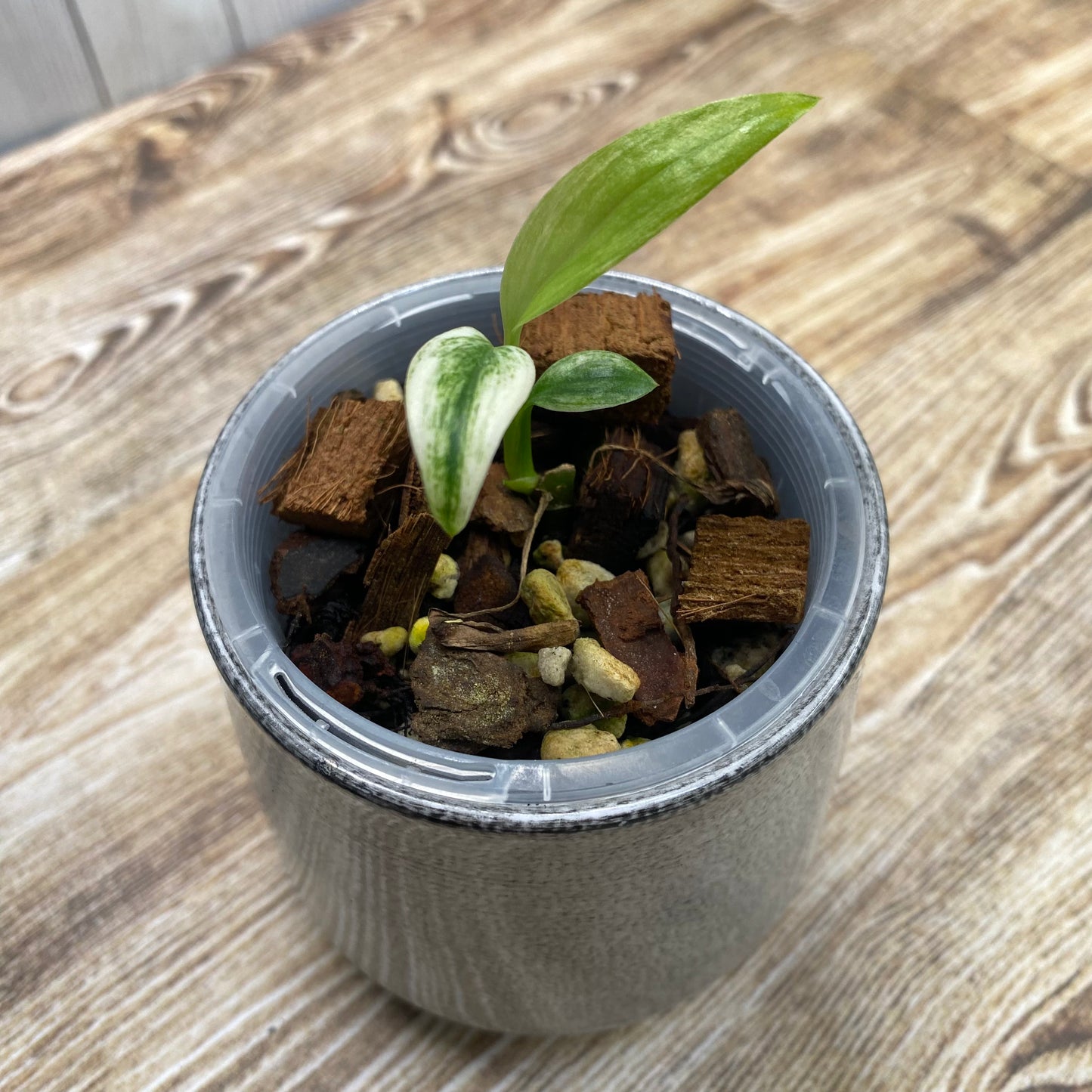 Epipremnum Amplissimum Silver Albo