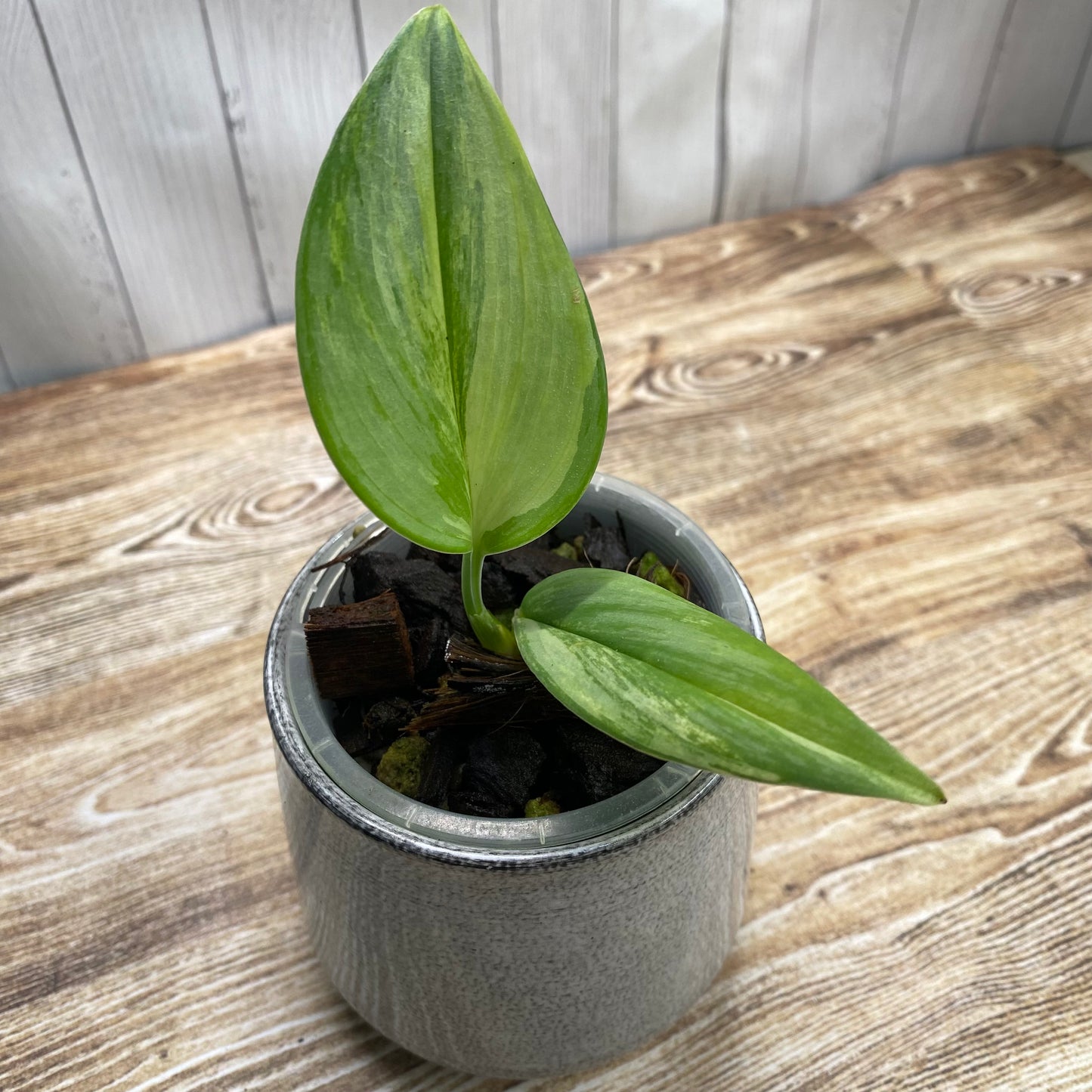 Scindapsus Rubicon Aurea