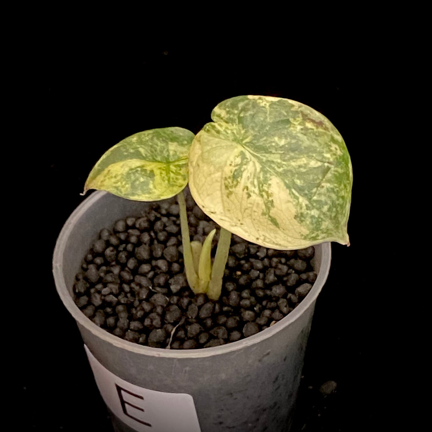 Alocasia Silver Dragon Scale Aurea E - Variegation Protection