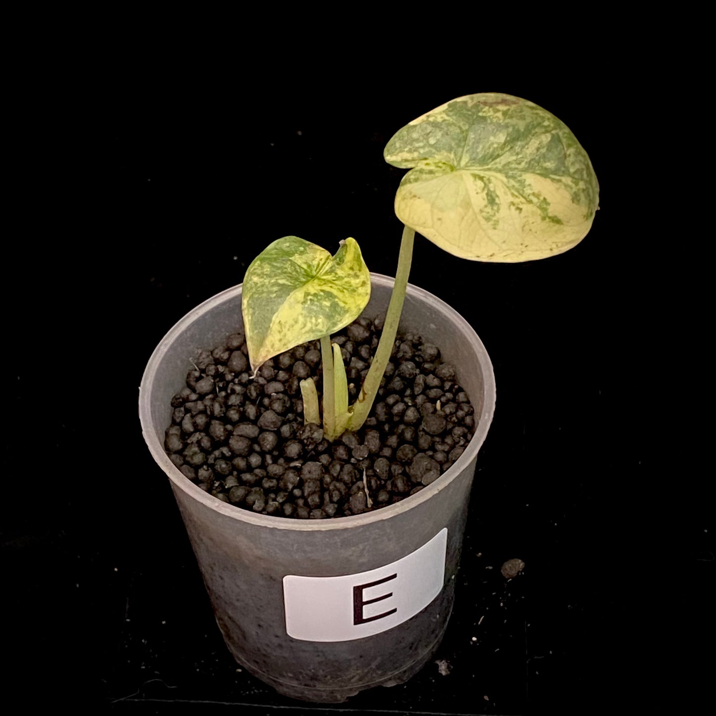 Alocasia Silver Dragon Scale Aurea E - Variegation Protection