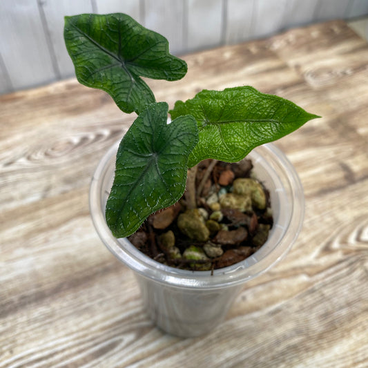 Alocasia Jacklyn